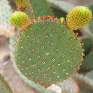 Cactus Mickey... ;-)