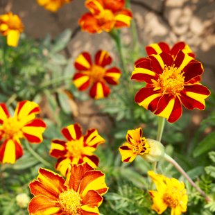 Incroyable beauté de la nature!