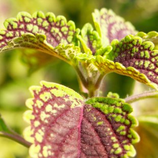 Le Créateur, un véritable artiste!