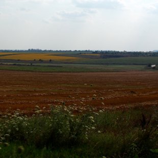 Des champs de blé, de maïs et de tournesols!