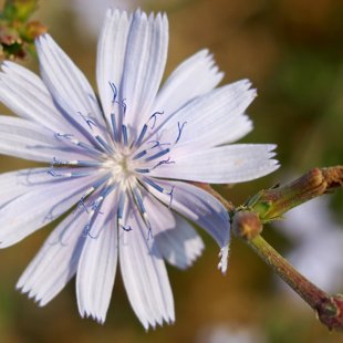 Un champ de fleurs devant l'hôtel