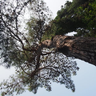Visite au Palais de la Reine Mary de Roumanie à Baltchik