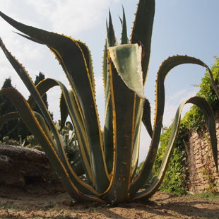 Aloe vera