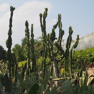 Le jardin botanique (Baltchik) possède une collection de cactus incroyable!