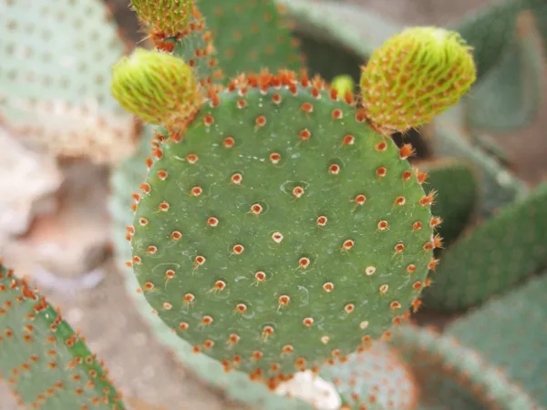 Cactus Mickey... ;-)