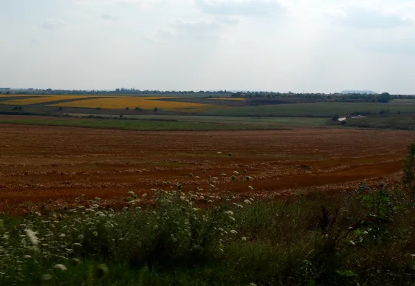 Des champs de blé, de maïs et de tournesols!