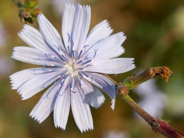 Un champ de fleurs devant l'hôtel
