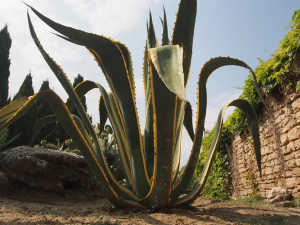 Aloe vera