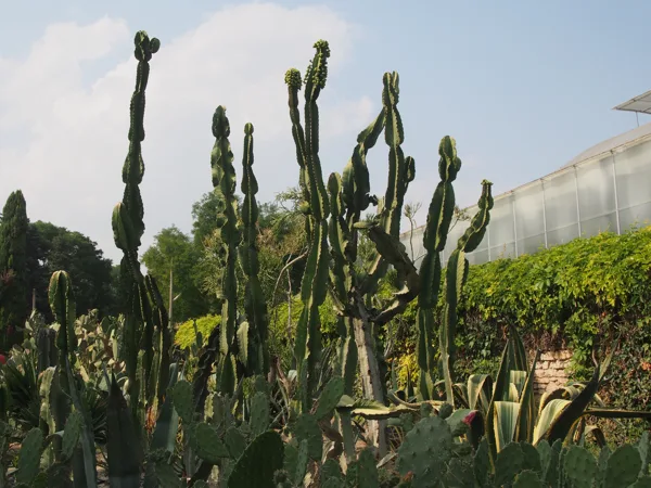 Le jardin botanique (Baltchik) possède une collection de cactus incroyable!